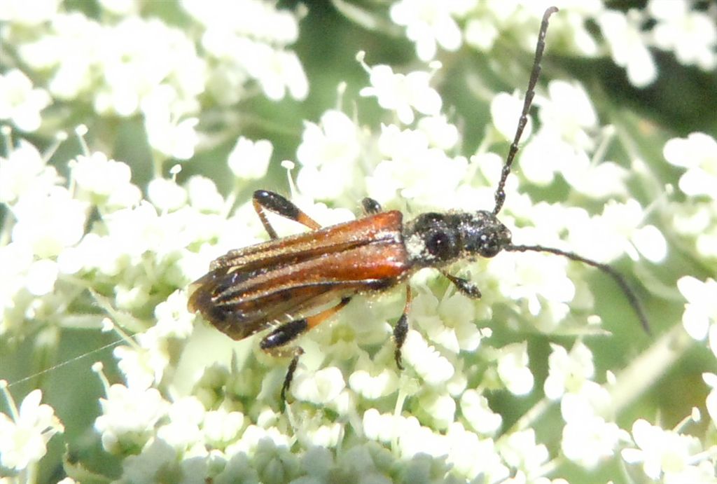 Stenopterus ater